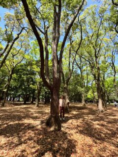 ある日のキャピどこ🌳

5/2土曜日は、大阪吹田でドクターキャピタル ソロライブがあります！とても楽しみ❤️‍🔥

「Dr. Capital 2026 Golden LIVE」
日時：2026年5月2日(土) OPEN 14:00 / START 15:00
会場：LIVE BAR TAKE FIVE OSAKA

#キャピどこ シリーズ
#drcapital 
#ドクターキャピタル 
#大阪